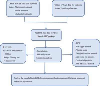Causal association between antidiabetic drugs and erectile dysfunction: evidence from Mendelian randomization